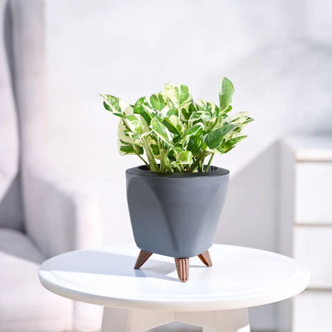 Epipremnum Aureum - N'Joy Pothos
