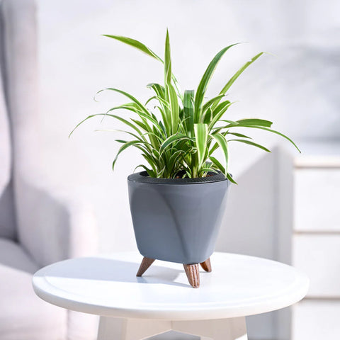 Chlorophytum Spider Plant - Reverse