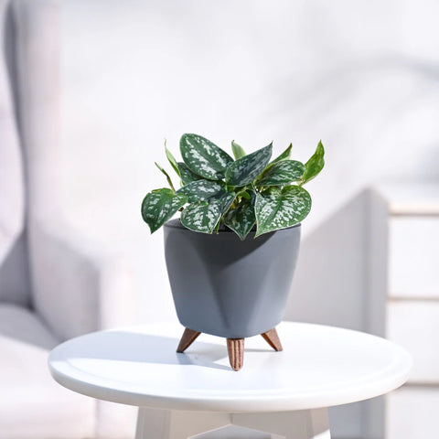 Money Plant Satin - Scindapsus Pictus Argyraeus