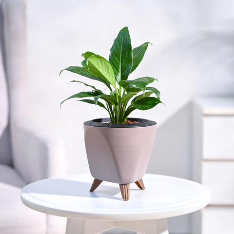 Peace Lily