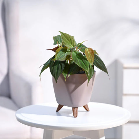 Philodendron Micans