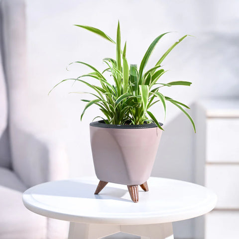 Chlorophytum Spider Plant - Reverse