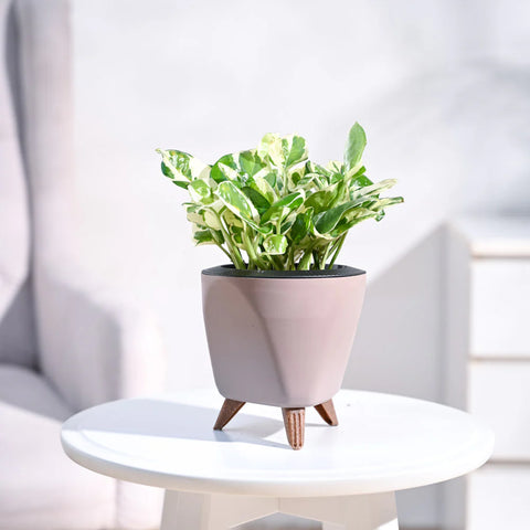 Epipremnum Aureum - N'Joy Pothos