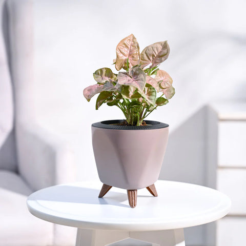 Syngonium Pink