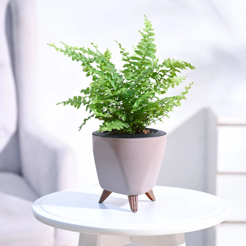 Boston Compacta Fern