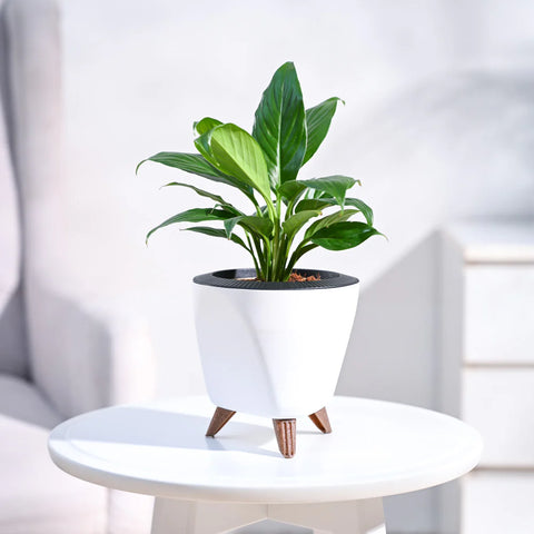 Peace Lily