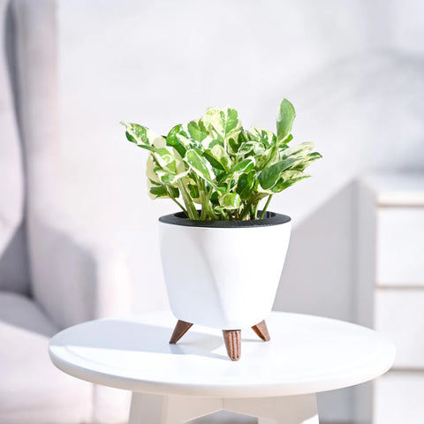 Epipremnum Aureum - N'Joy Pothos