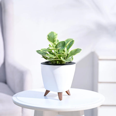 Peperomia Obtusifolia Variegated