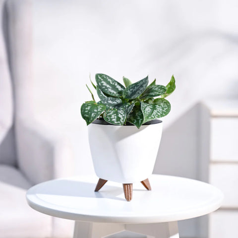 Money Plant Satin - Scindapsus Pictus Argyraeus
