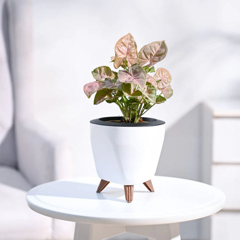 Syngonium Pink