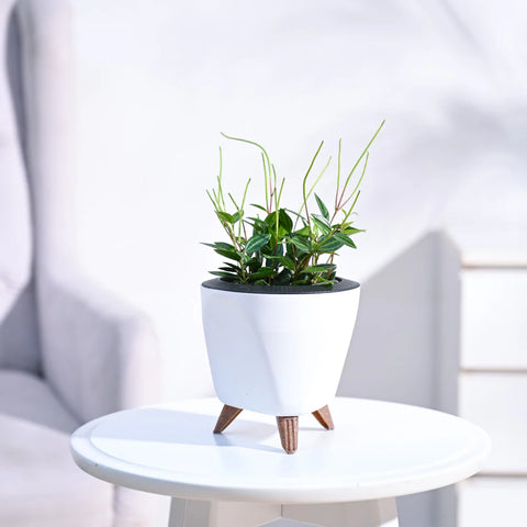 Peperomia Angulata