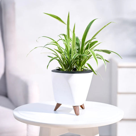 Chlorophytum Spider Plant - Reverse