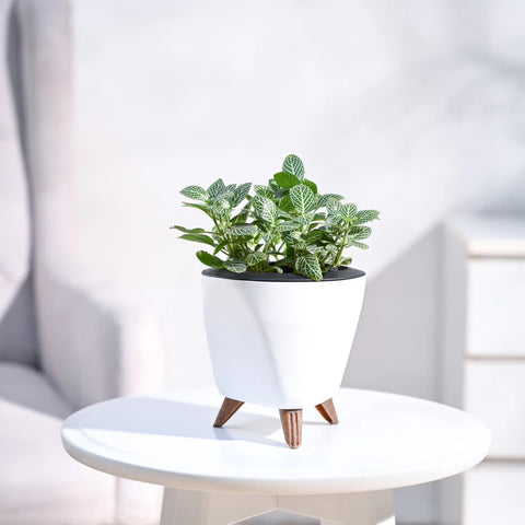White Nerve Plant