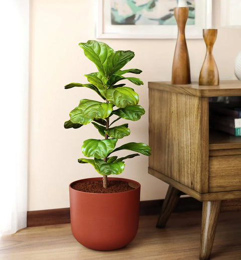 Fiddle Leaf Fig