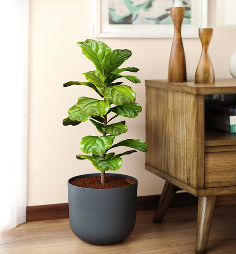 Fiddle Leaf Fig