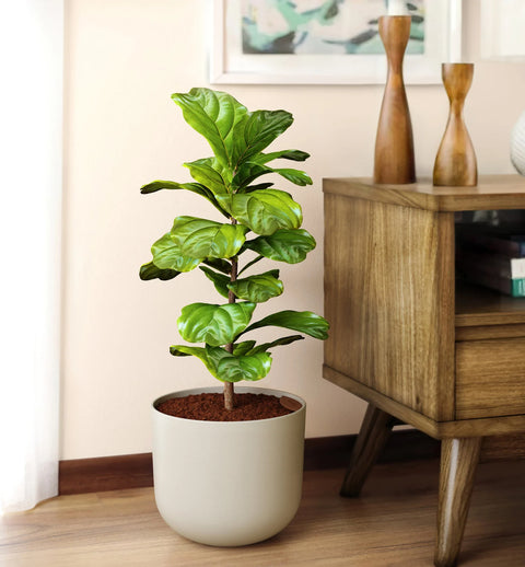 Fiddle Leaf Fig