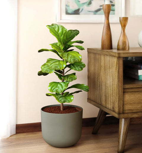 Fiddle Leaf Fig