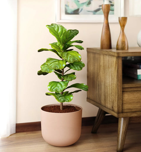 Fiddle Leaf Fig