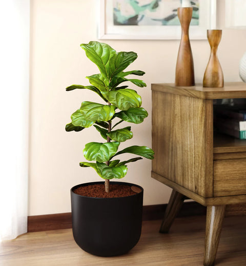 Fiddle Leaf Fig
