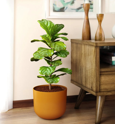 Fiddle Leaf Fig