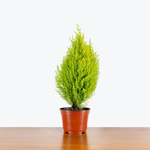 Lemon Cypress