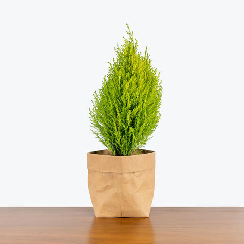 Lemon Cypress