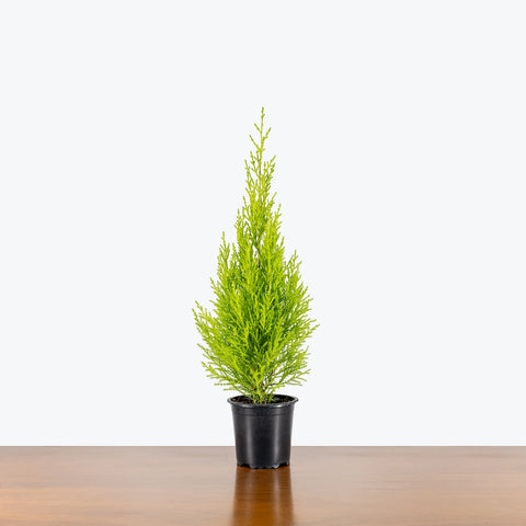 Lemon Cypress