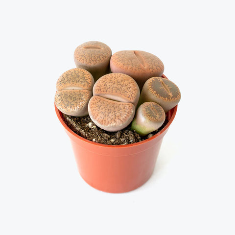 Lithops Fulviceps - Living Stones