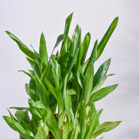 Lucky Bamboo