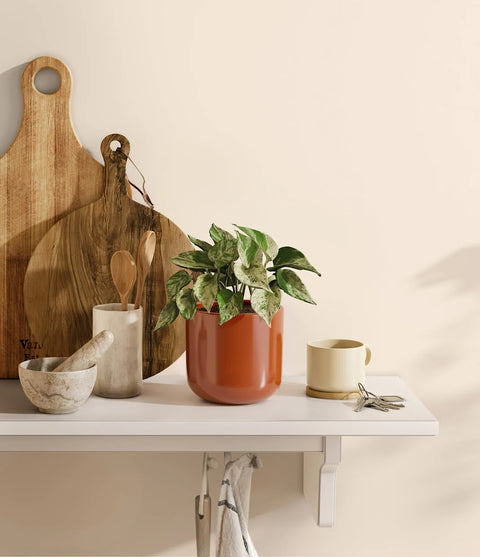 Money Plant Marble
