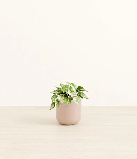 Money Plant Marble