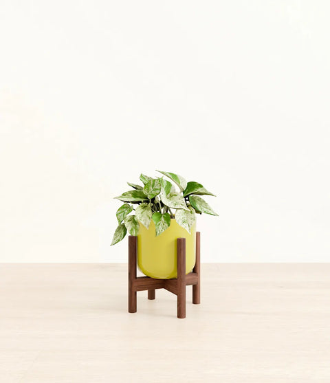 Money Plant Marble