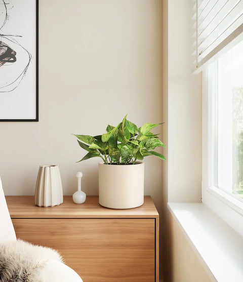 Money Plant Marble