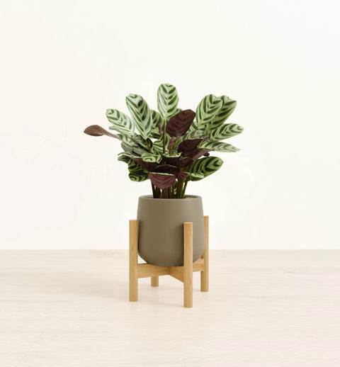 Calathea Burle Marxi