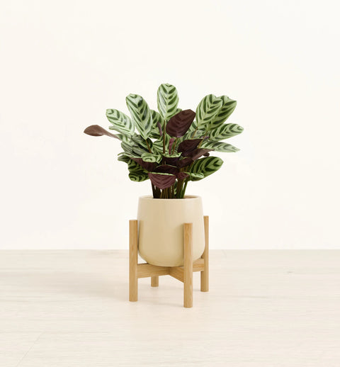 Calathea Burle Marxi