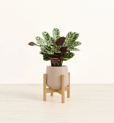Calathea Burle Marxi