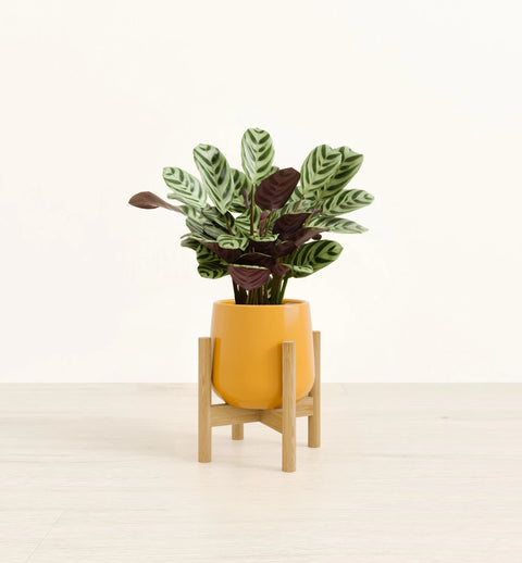 Calathea Burle Marxi