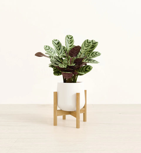 Calathea Burle Marxi