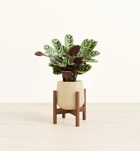 Calathea Burle Marxi
