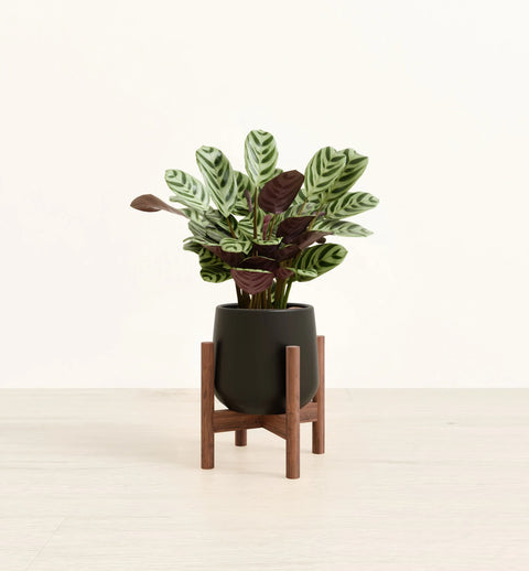 Calathea Burle Marxi