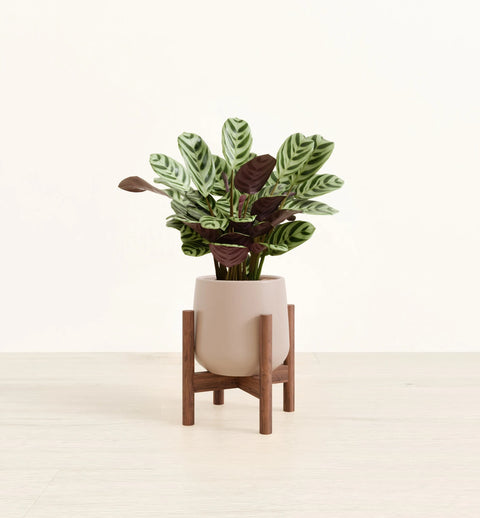 Calathea Burle Marxi