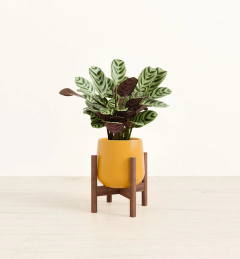 Calathea Burle Marxi