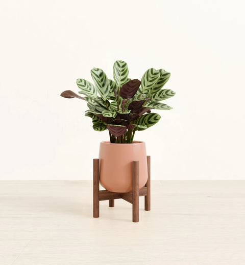 Calathea Burle Marxi