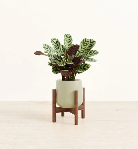 Calathea Burle Marxi