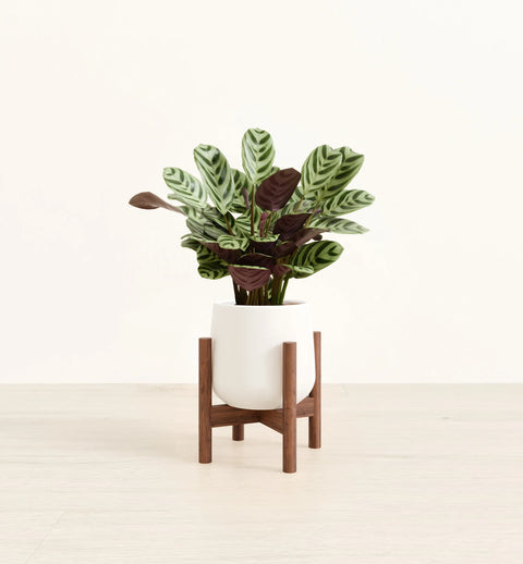 Calathea Burle Marxi