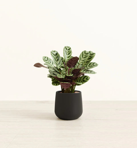Calathea Burle Marxi