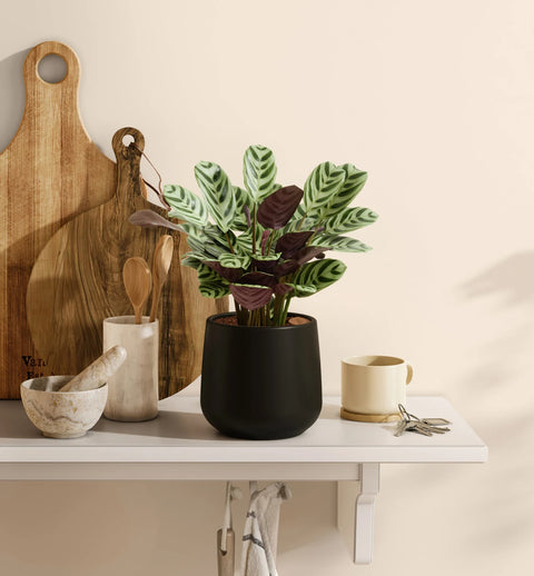 Calathea Burle Marxi