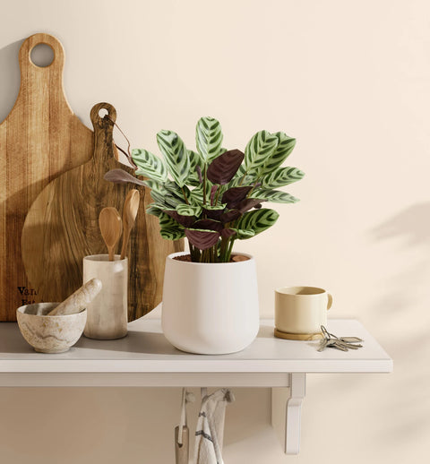 Calathea Burle Marxi