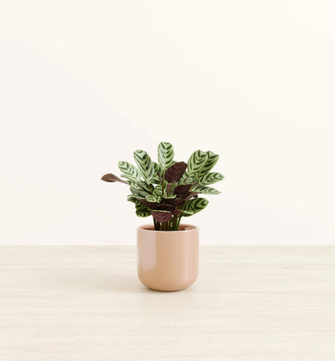 Calathea Burle Marxi
