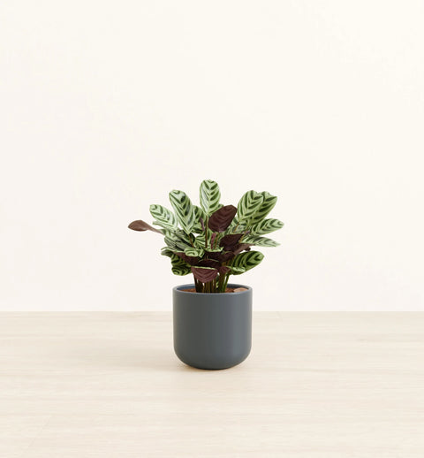 Calathea Burle Marxi